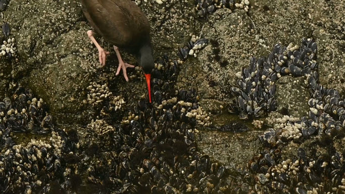 Oyster Catcher Foraging